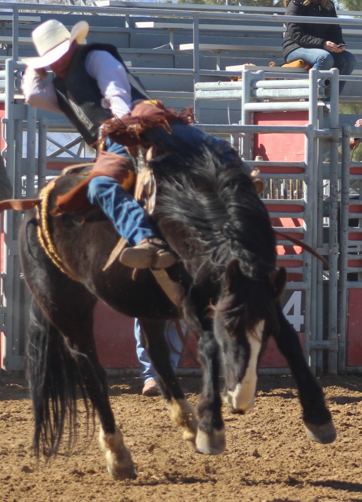 Saddle bronc riding, rider hangs on as time passes slowly at McCullough Arena, Pahrump NV, as seen in: rodeo Elko HS, rodeo Eureka HS, rodeo Fernley HS & rodeo Pahrump. (3)