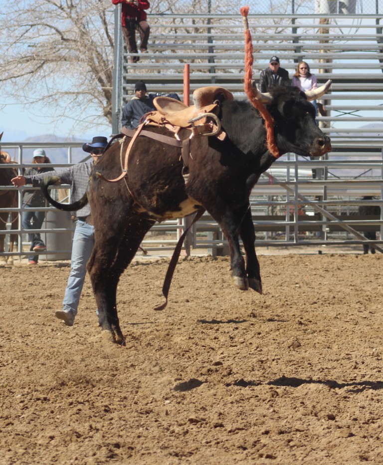 Bull riding event, a frightened rider-less bull hops in the air at McCullough Arena, Pahrump NV, as seen in: rodeo Fallon HS, rodeo Wells HS rodeo Washoe HS, and rodeo Pahrump.