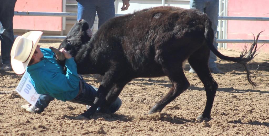 Chute dogging event, cowboy twists the head of a two-hundred pound bull to wrestle it to the ground at McCullough Arena, Pahrump NV, as seen in: rodeo White Pine HS, rodeo Battle Mt. HS, rodeo Humboldt HS, and rodeo Pahrump.
