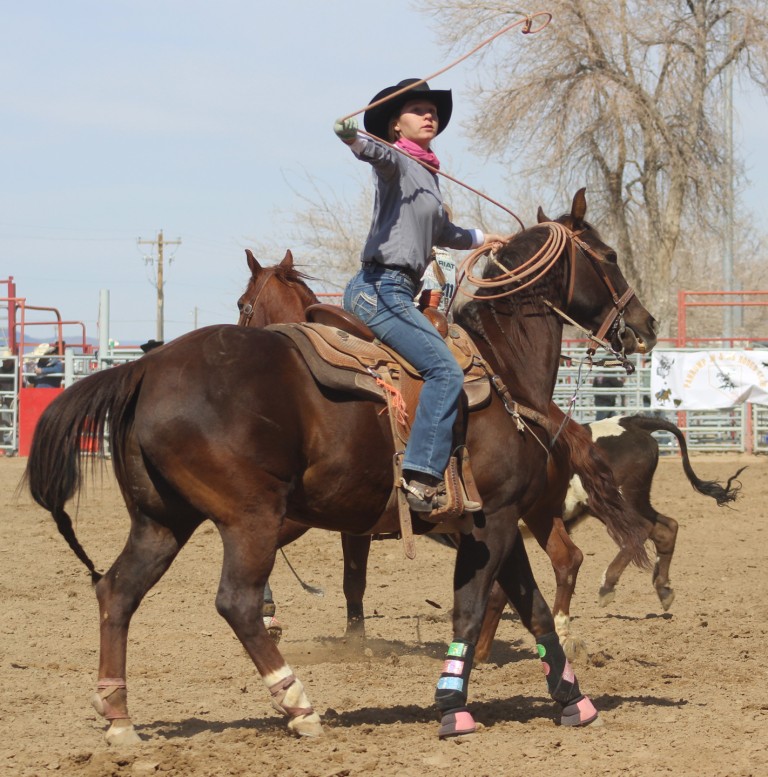 Team roping event, cowgirl gathers lasso after missing as cow hides behind her at McCullough Arena, Pahrump NV, as seen in: rodeo Alamo HS, rodeo Spanish Springs HS, rodeo NSHSRA, and rodeo Pahrump.