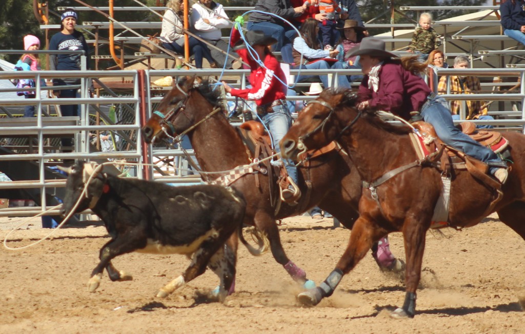 Team roping event, team successfully ropes bull at McCullough Arena, Pahrump NV, as seen in: rodeo Fallon HS, rodeo Wells HS, rodeo Washoe HS, and rodeo Pahrump. (2)