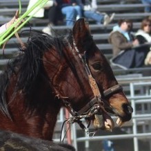 Team roping event, closeup of horse's expression in event's drama at McCullough Arena, Pahrump NV, as seen in: rodeo Elko HS, rodeo Eureka HS, rodeo Fernley HS, and rodeo Pahrump.