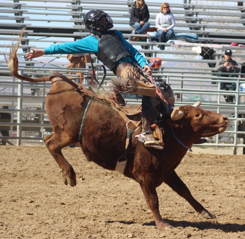 Bull riding event, rider hangs on as bull bucks him at McCullough Arena, Pahrump NV, as seen in: rodeo Fallon HS, rodeo Wells HS, rodeo Washoe HS, and rodeo Pahrump.