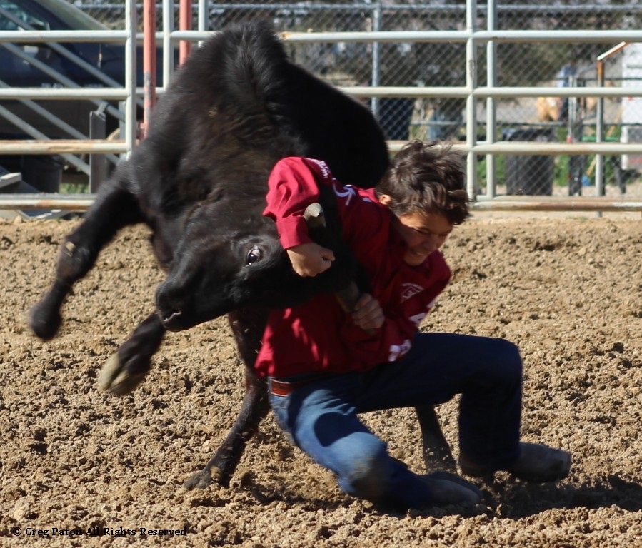Chute doggin' as seen in high school rodeos: Nevada State HS Rodeo Association; Priefert Pavilion; Petrack; Petrack Park; & Mccullough arena.