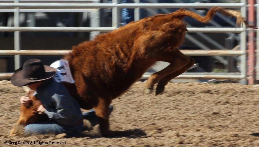 Chute doggin' as seen in high school rodeos:  Spanish Springs; Washoe; Wells; White Pine & NSHSRA.