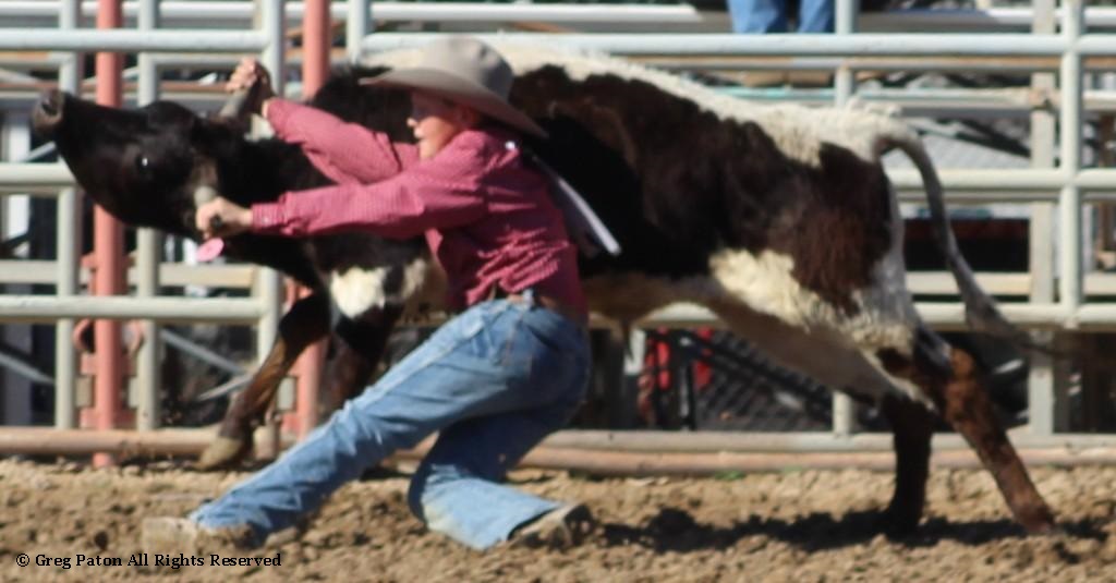 Chute doggin' as seen in high school rodeos:  Spanish Springs; Washoe; Wells; White Pine & NSHSRA.