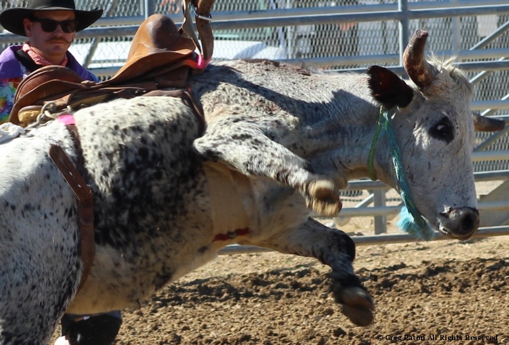 Bull closeup as seen in high school rodeos: Humboldt; Las Vegas; Moapa Valley; Mccullough; Pahrump; and Petrack.