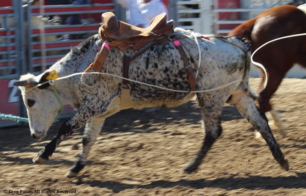 Bull riding as seen in high school rodeos: Alamo; Battle Mountain; Boulder City; Elko; Eureka; Fallon; & Fernley.