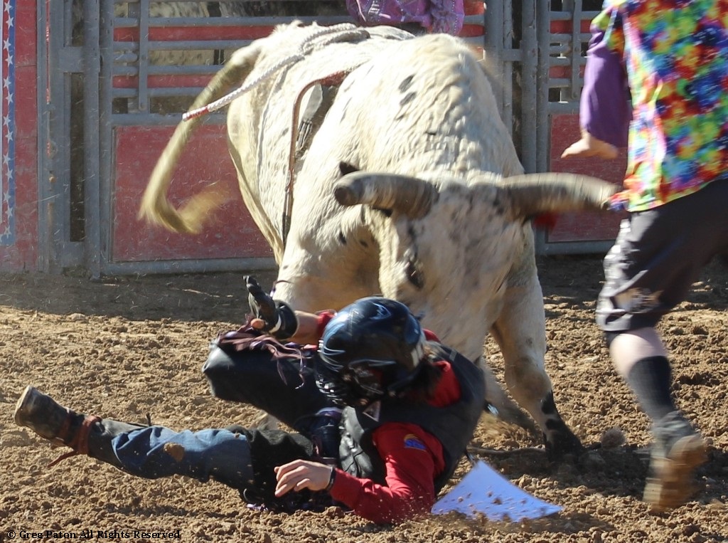 Bull closeup as seen in high school rodeos: Spanish Springs; Washoe; Wells; White Pine & NSHSRA.