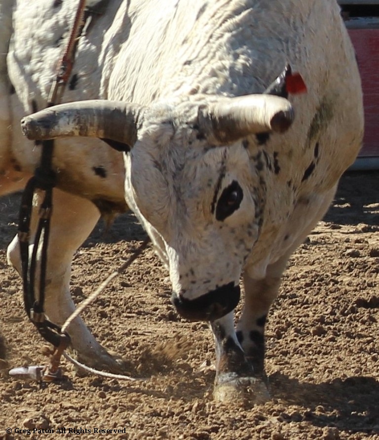 Bull closeup as seen in high school rodeos: Alamo; Battle Mountain; Boulder City; Elko; Eureka; Fallon; and Fernley.