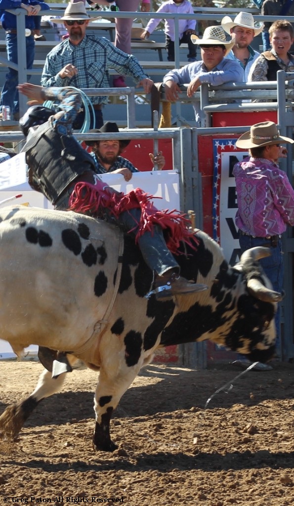 Bull riding closeup As seen in high school rodeos: Alamo; Battle Mountain; Boulder City; Elko; Eureka; Fallon; & Fernley.