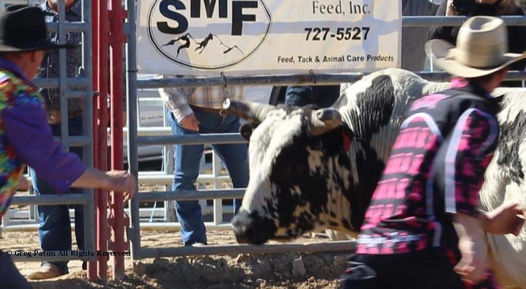 Closeup Bull riding as seen in high school rodeos:  Spanish Springs; Washoe; Wells; White Pine & NSHSRA.