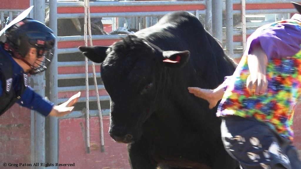 Bull riding closeup as seen in high school rodeos: Humboldt; Las Vegas; Moapa Valley; Mccullough; Pahrump; and Petrack.