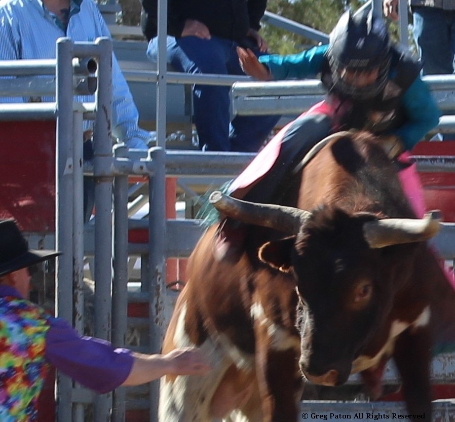 Bull closeup as seen in high school rodeos: Nevada State HS Rodeo Association; Priefert Pavilion; Petrack; Petrack Park; Mccullough; & Mccullough arena.