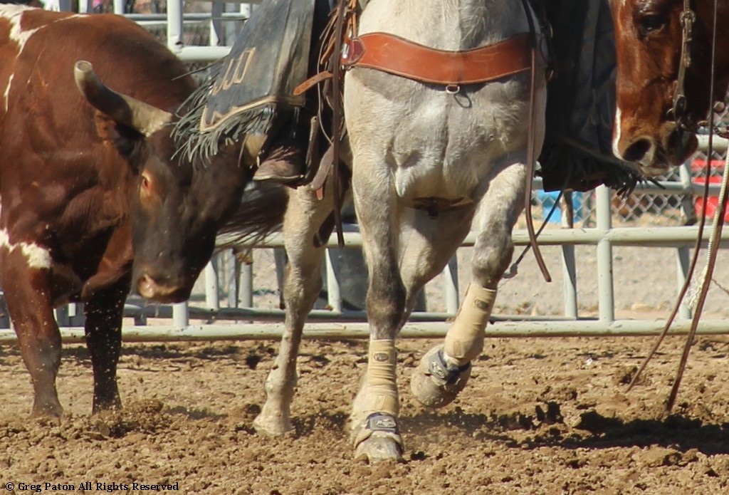 Bull riding as seen in high school rodeos: Humboldt; Las Vegas; Moapa Valley; Mccullough; Pahrump; and Petrack.