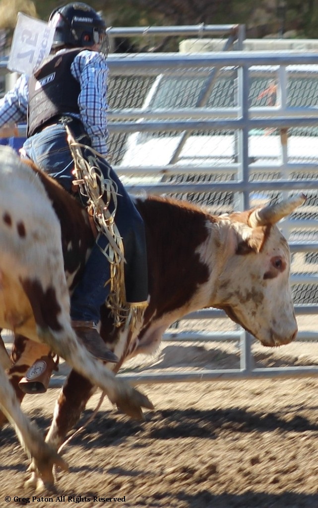 Bull riding as seen in high school rodeos: Humboldt; Las Vegas; Moapa Valley; Mccullough; Pahrump; and Petrack.