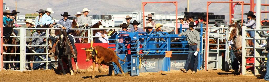 Team roping as seen in high school rodeos: Nevada State HS Rodeo Association; Priefert Pavilion; Petrack; Petrack Park; & Mccullough arena.