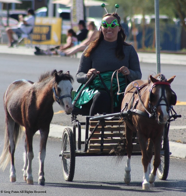 Pahrump Fall Festival Parade & Car Show tiny horse and buggy.