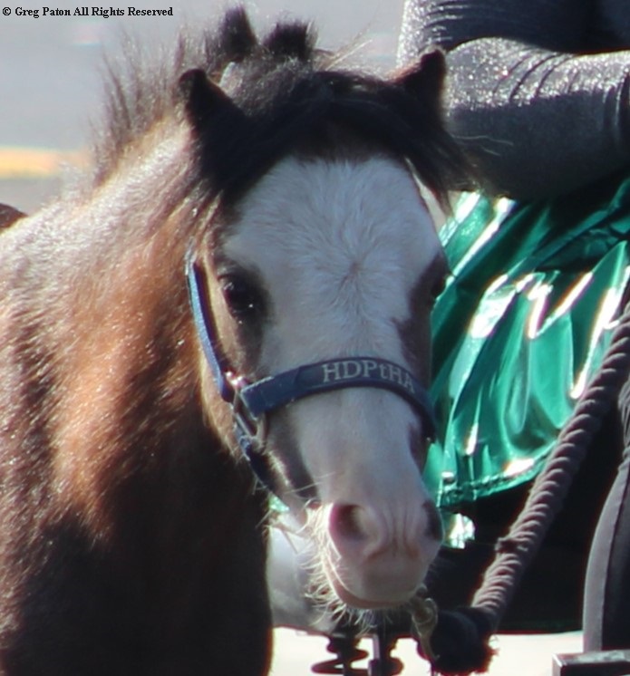 Pahrump Fall Festival Parade & Car Show cute pony.